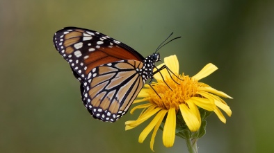 butterfly world