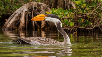 everglades day safari