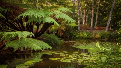 fern forest nature center