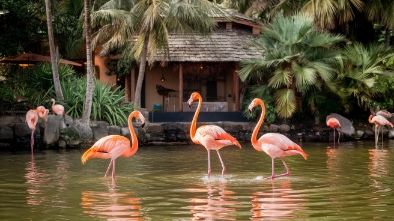 flamingo gardens