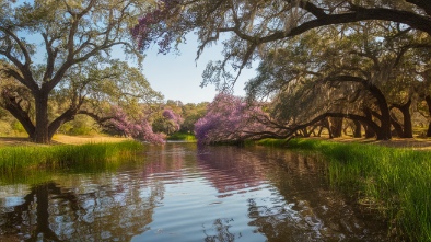 jacaranda lakes