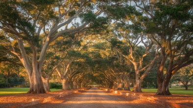 melaleuca gardens