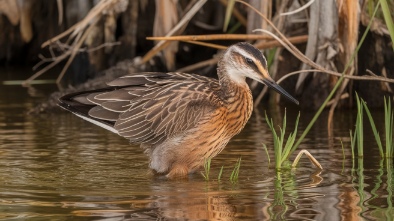 sawgrass nature center and wildlife hospital