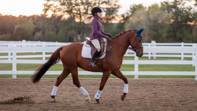 tradewinds park stables